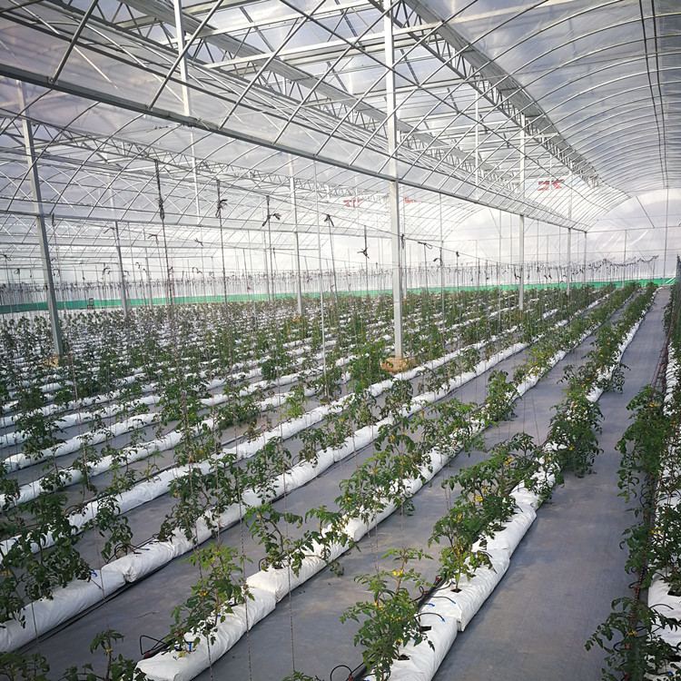 Galvanized Steel Hoop Style Greenhouse Single Span Tunnel Strawberry Greenhouse