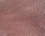 Sapele Pommele Veneer for Furniture