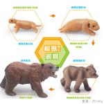 Brown Bear Life Cycle Figure Model Toy For Boys Girls Kids