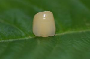 Wholesale Dental Design Lab Full Ceramic ISO13485 Zirconia Dental Crown For Anterior Teeth from china suppliers