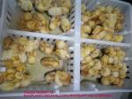 sustainable white chicken cage 680*490*160mm Virgin PP Transportation Chicken