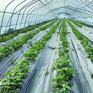 Wholesale Commercial Greenhouse Single Span Tunnel Film Greenhouse with 30 Days Return Guarantee from china suppliers