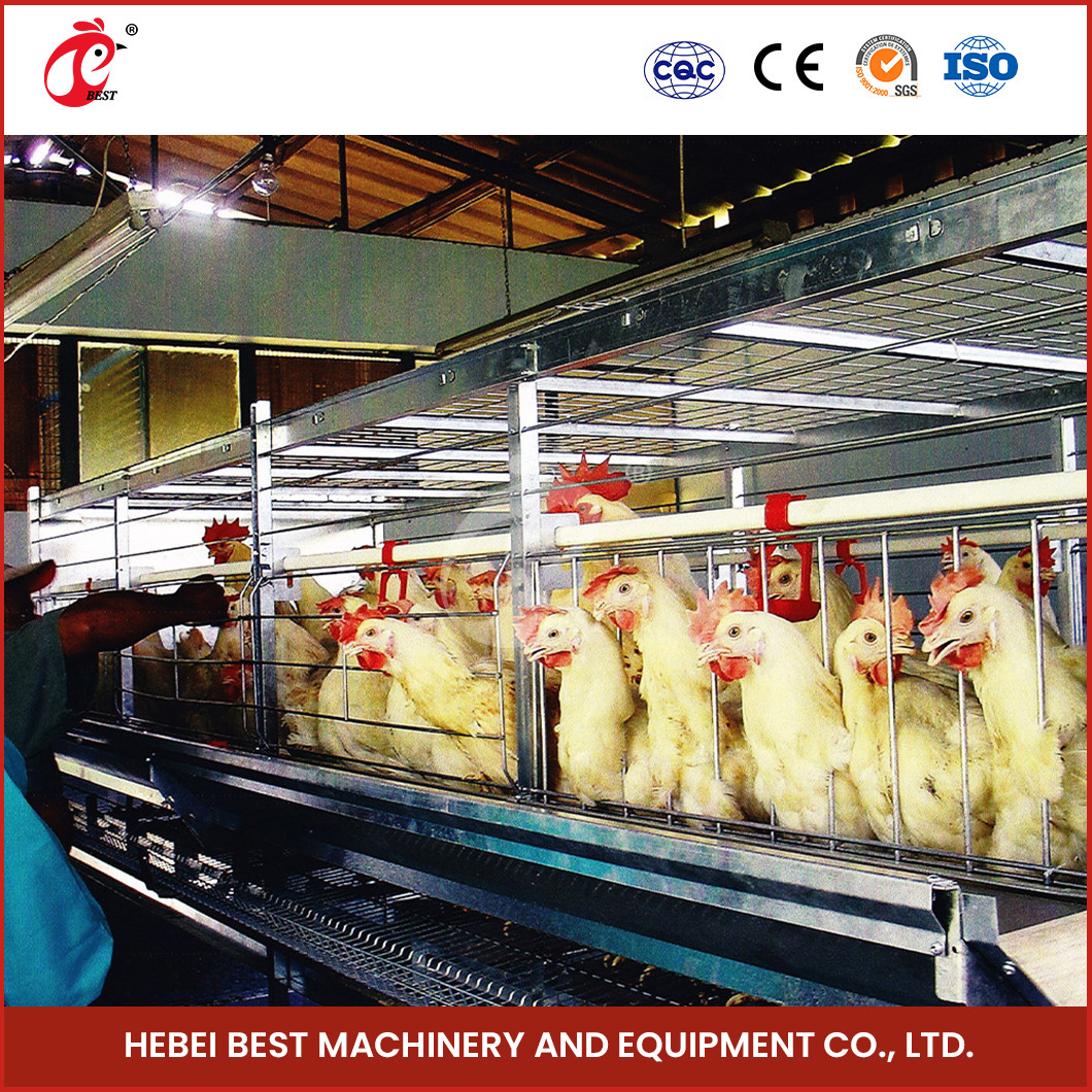 High Durability Poultry Broiler Chicken Cage System 112 Birds Iris
