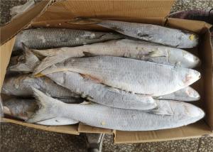 Wholesale 100% Net Weight Fresh 600g 700g Frozen Grey Mullet from china suppliers
