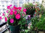 Black Single Tier Metal Flower Pot Stand , 18x22x12cm Single Tier Plant Stand