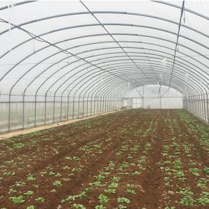 Wholesale Film Cover Single-Span Agricultural Greenhouses for Agricultural Cultivation from china suppliers
