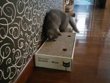 Rattle Inside Cat Scratch Box Cardboard Solid Provide Stretching Adventures