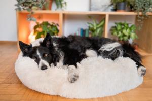 Wholesale Plush Cozy Anti Anxiety Donut Calming Dog Bed 100% Cotton Handmade from china suppliers