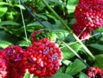 Panax Ginseng Flower P.E., Ginsenosides 80% UV& HPLC, Ginseng berry Extract,