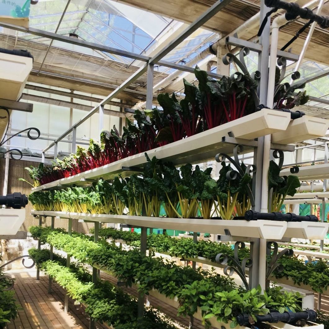 High Light Transmission Glass Greenhouse for Vegetables