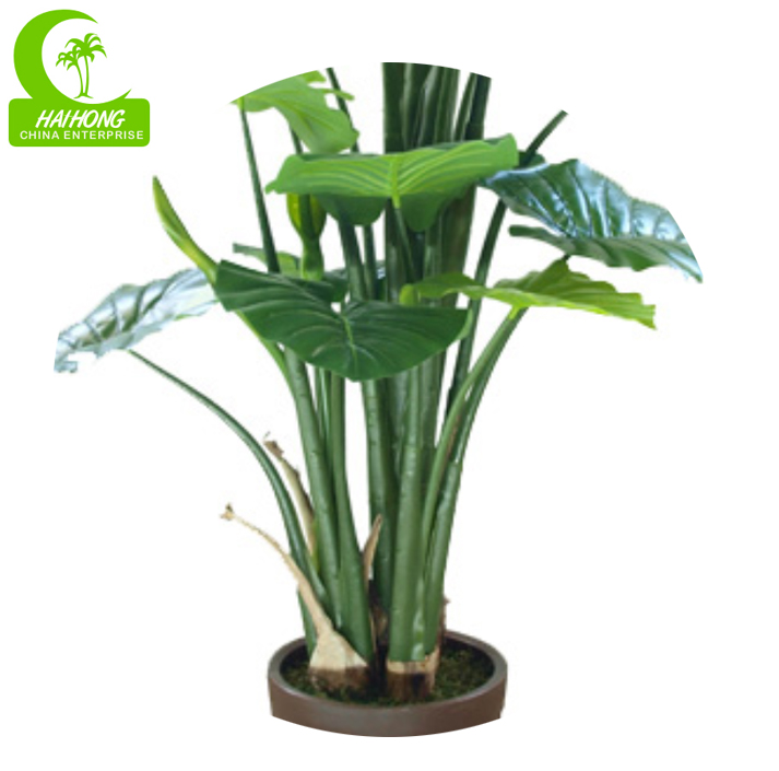 Elephone's ear plant