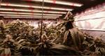 Cool White 1696PCS Chips 680watt LED Herb Grow Light