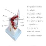 Hospital Medical Human Eye 3d Model Anatomy With 10 Parts Orbit
