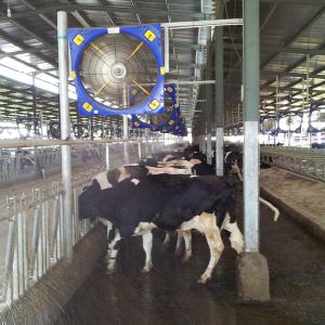 Wholesale High-Performance Livestock Ventilation Fans for Optimal Airflow in Farms from china suppliers