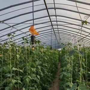 Wholesale US 20/Piece Vegetable Greenhouse with Single-Span Agriculture Tunnel Plastic Film from china suppliers
