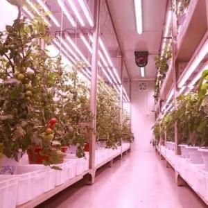 Wholesale Steel Cover Shipping Container Greenhouse for Hydroponic Vertical Farming Production from china suppliers