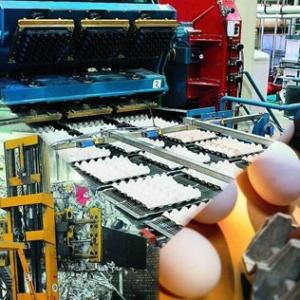 Wholesale Pulp Egg Carton Production Line 30kw Heavy Paper Dish Making from china suppliers