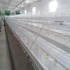 Wholesale 1.4m × 0.7m × 0.4m Battery Type Cage , Auto Drinking Layer Farming Cage from china suppliers