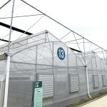Steel Tructure Sawtooth Poly Film Low Tunnel Agricultural Multi-span Greenhouse