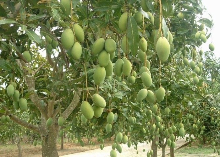 Plant Nutrition Amino Acid Chelated Minerals , Iron Amino Acid Chelate