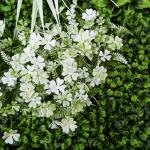 Outdoor Plastic Artificial Plant Wall Panel 30mm Vertical Garden Landscape