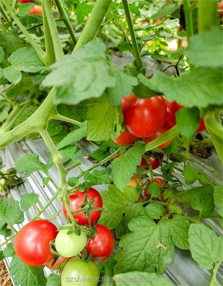 Tomato Strawberry Flower Hydroponic Winter Quilt Greenhouse with Double Layer Film Cover