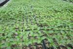 1L Propagation 200 Cell HIPS Plastic Seedling Tray Greenhouse Nursery Seed Tray