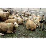 Prefabricated Steel Structure Goat Farming Design Shed House for Q235 Low Carbon