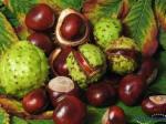 Horse Chestnut P.E., Aescin 20% ,CAS NO.: 6805-41-0, 100% natural anti