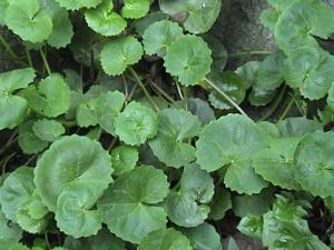 Wholesale Gotu Kola Extract, Total triterpenes 60%,70%,80%, natural Anti-inflammatory and anti-aging, cosmetic ingredients, Hot from china suppliers