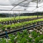 Suitable Seedling Cultivation Budget-Friendly Film Greenhouse with Plastic Sheet