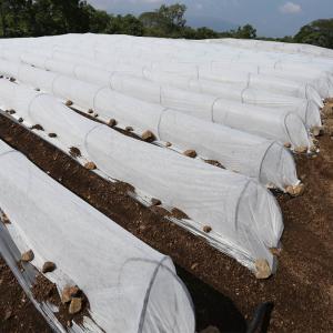 Wholesale Light Weight Non Woven Floating Row Cover Plant Cover Fabric from china suppliers