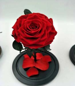 Wholesale Never Withered Flowers Preserved roses Live Enchanted Rose in Glass Dome Cover with Gift Box rose from china suppliers
