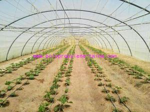 Wholesale 1.67g/m Industrial Split Film Poly Baler Twine Raw White Color For Tomato Tree from china suppliers
