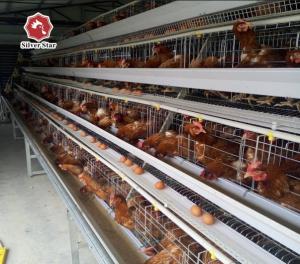 Wholesale 43*41*41cm Per Door Size A Type Battery Cage Poultry Farming from china suppliers