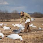 Snow Goose Hunting Decoy Eva Plastic Flocked Silhouette Geese Decoys Juvenile