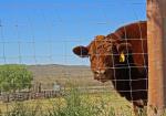 5 6 7 8ft Knot Field Fence