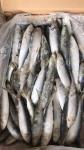 BQF / IQF Frozen Sardine Fish , 70/80pcs 80/90pcs Fresh Frozen Seafood