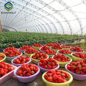 Wholesale SAINPOLY Easily Assembled Fruit Growing Greenhouse Strawberry Production from china suppliers