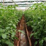 Hydroponic System Tomato Farming Plastic Film Greenhouse 3-5m
