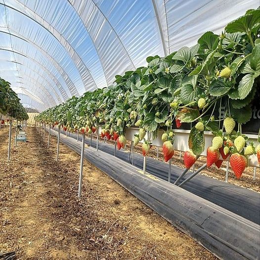 Fruit Vegetable Greenhouse LED Grow Light Butterfly Series 640W+DLC UL FC Certified