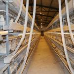 Large Capacity Farm Layer Chicken Cage Battery Power Hot Dipped Gavalnized