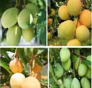 Wholesale Vietnam Fruit Growing Protection Wrapping Mango Paper Bag Waterproof from china suppliers
