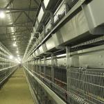Fire Resistant Chicken Steel Cage , 198 Birds Chick Cage With Heat Lamp