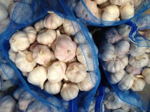 Wholesale Garlic to Ecuador from china suppliers