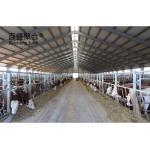 Direct Supply Steel Structure Livestock Shed for Cow in Prefabricated Design