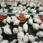 Environmental Controlled Automatic Chicken Feeders And Waterers 3m Suspension