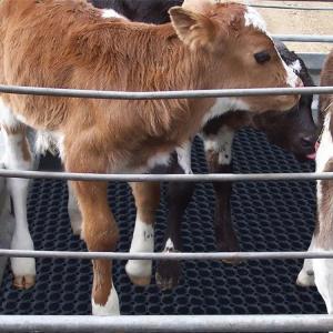 Wholesale Drainage Mat Anti Fatigue Mat Horse Trailer Mat For Horse Trailer from china suppliers