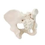 Eco-friendly PVC 1:1 Life Size Medical Education Artistic Creation Design