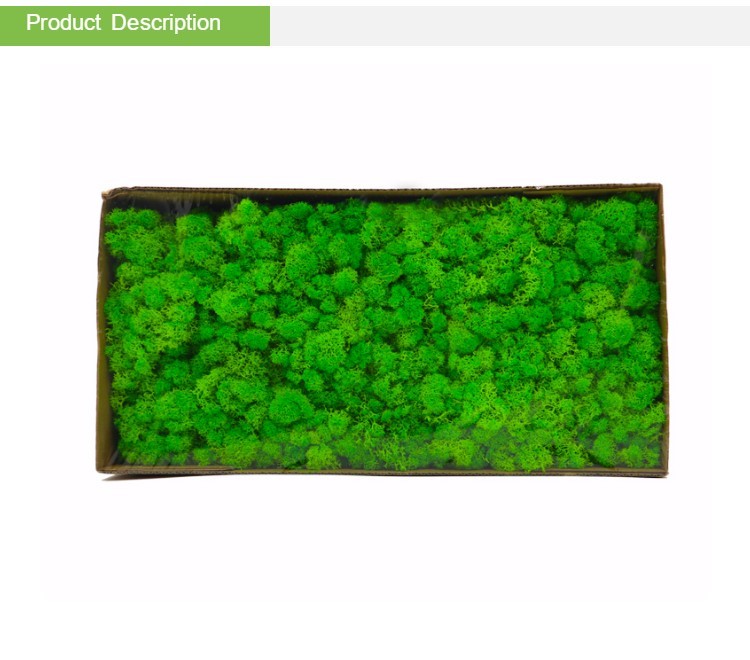 Preserved Moss wall decoration interior decoration beautiful stabilized preserved reindeer moss